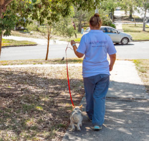 Dog Walking Volunteer
